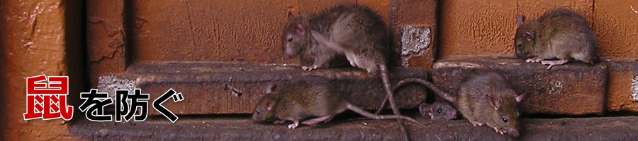 ネズミの糞について